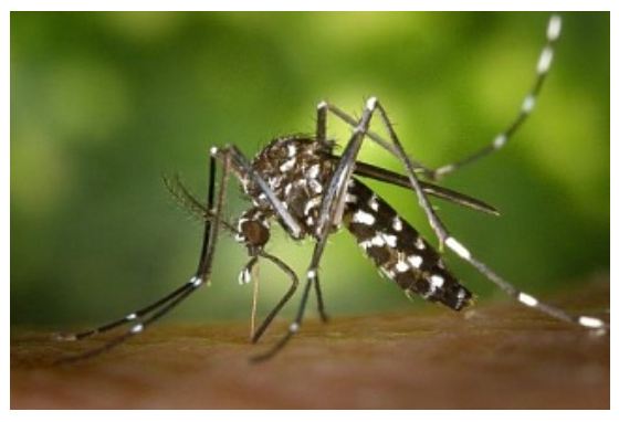 托国立专家称：蚊子可以把微塑料从水中带到陆地