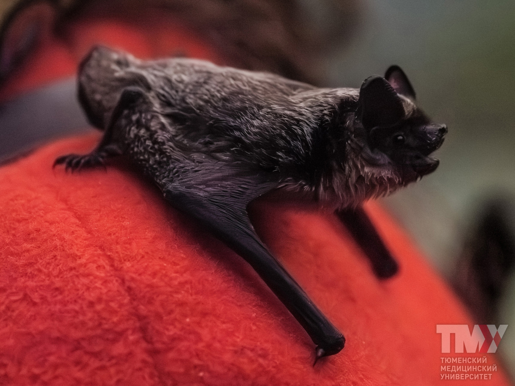 托国立专家：蝙蝠积极与人和动物互动