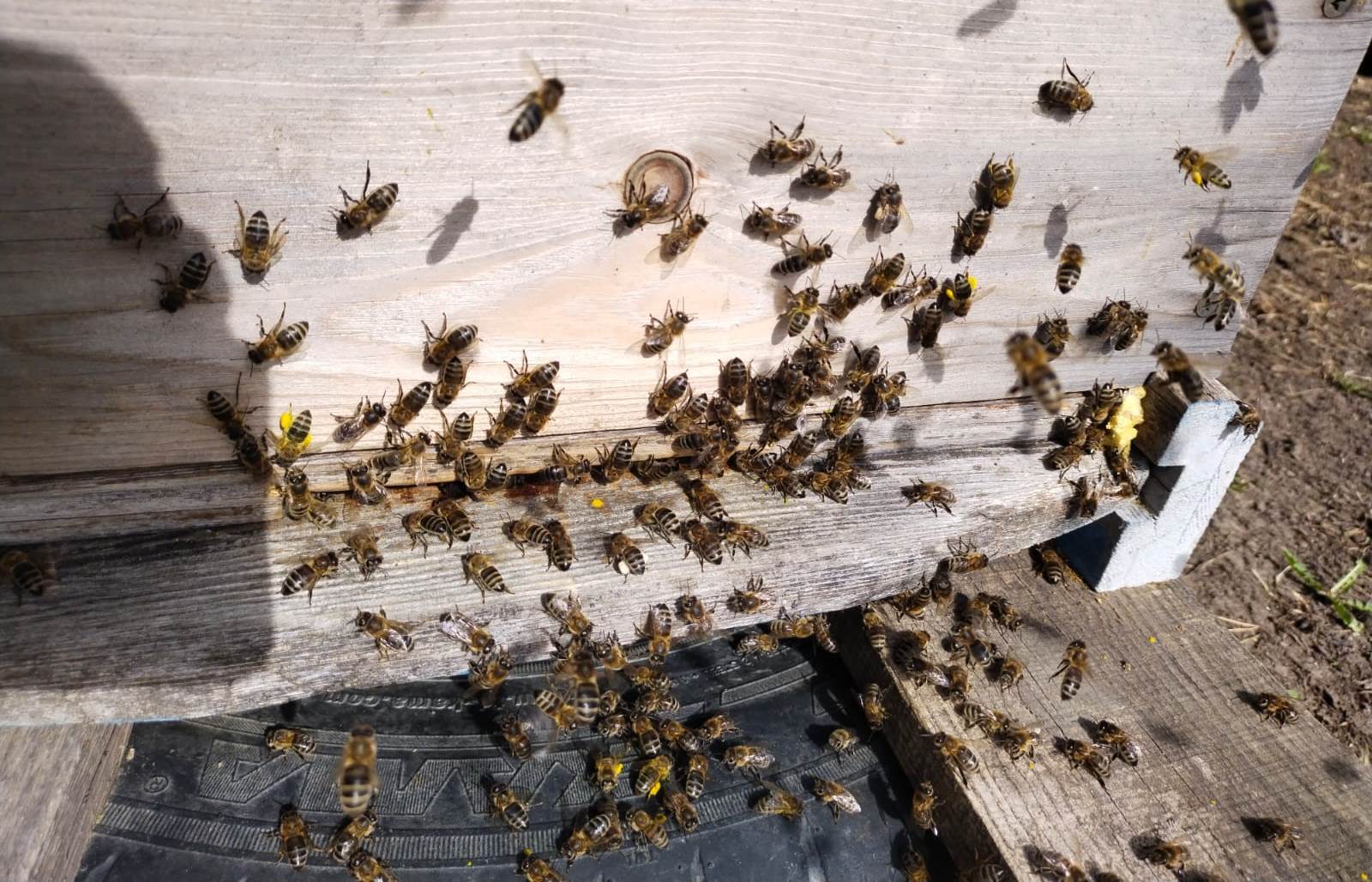 托木斯克国立大学生物学家帮助在恶劣条件下保持蜜蜂的生产力