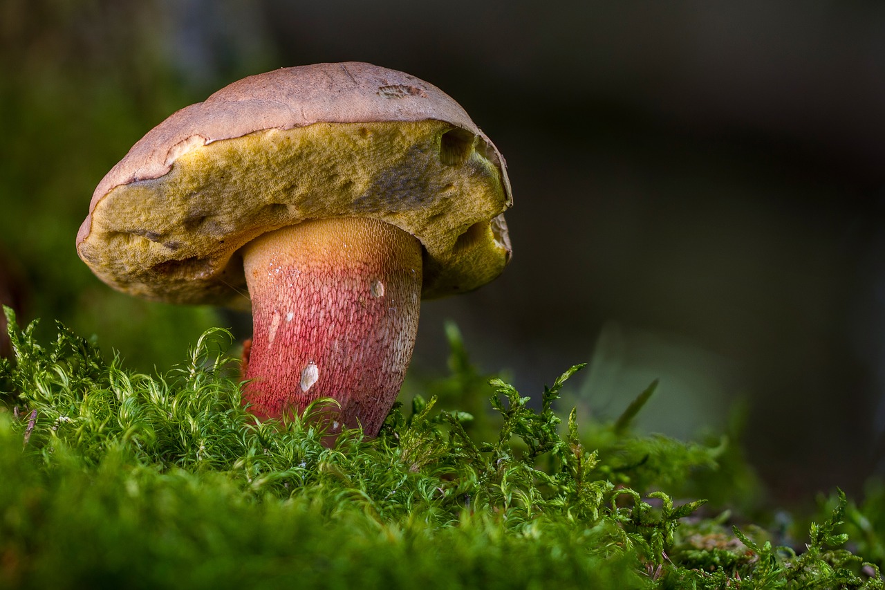 来自世界各地的科学家对托木斯克州的蘑菇进行重新审核