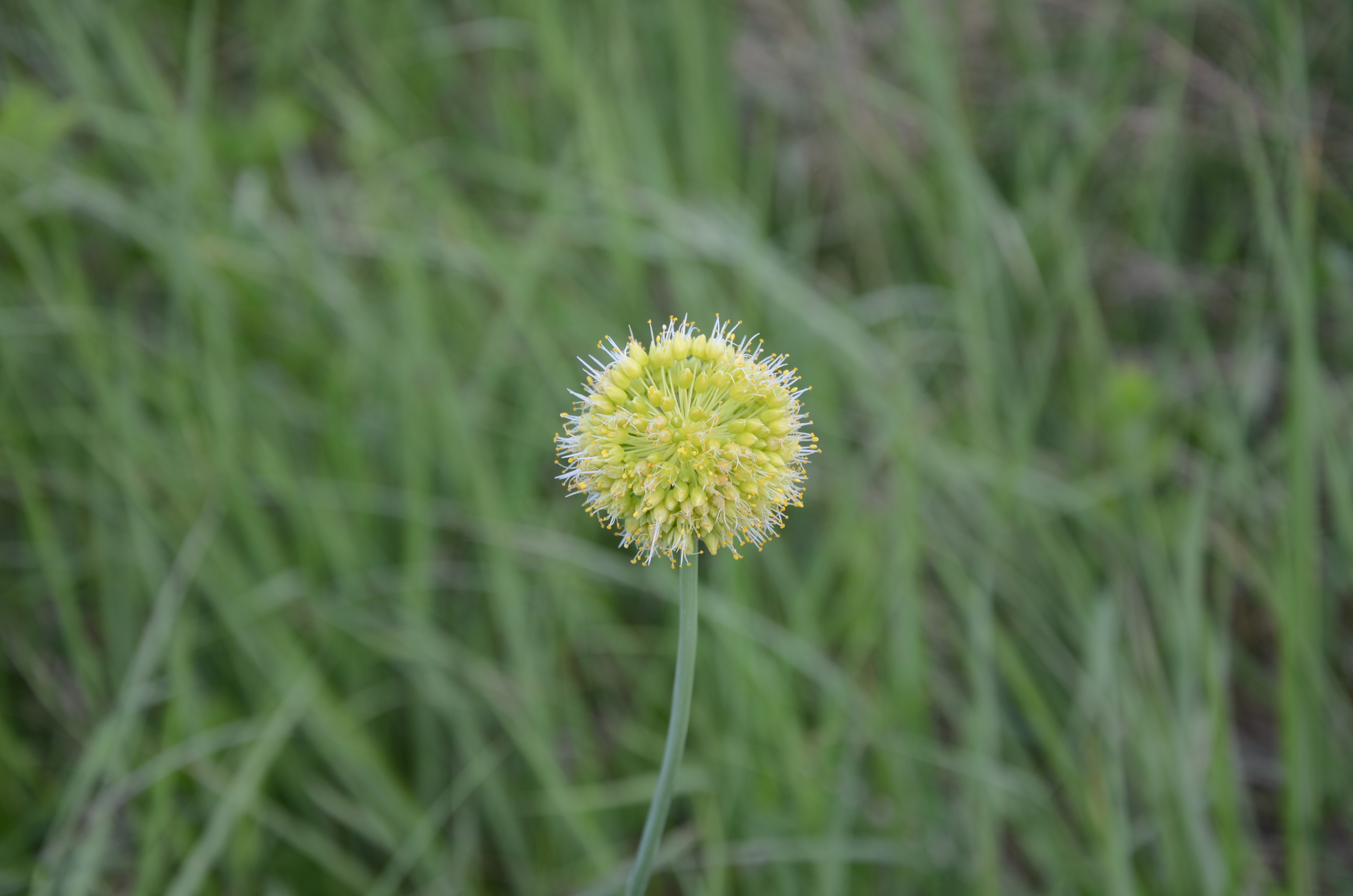 托国立科学家发现了被认为已经灭绝了的植物