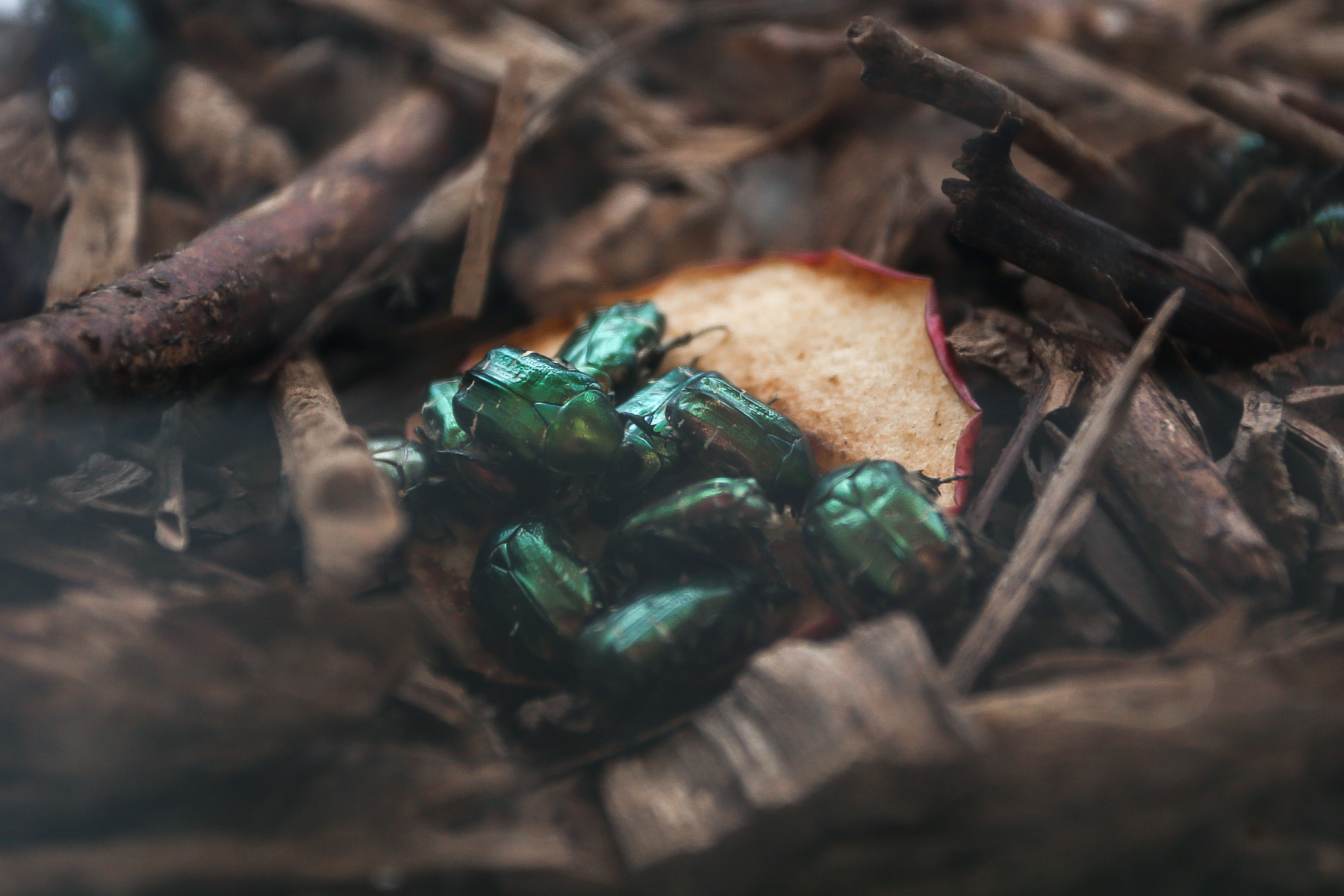 托国立大学生物学家发明了一种养殖青铜色甲虫作为食品补充剂的方法
