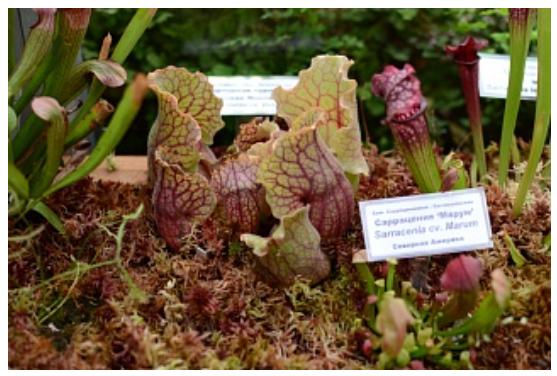 食肉植物展将在托国立植物园开幕