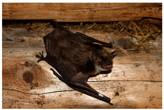 在白俄罗斯的蝙蝠中发现了七种新的蜱虫