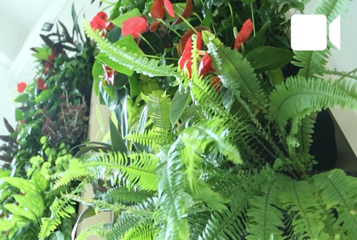 在托国立科学图书馆出现了由植物生物过滤器做成的挂毯