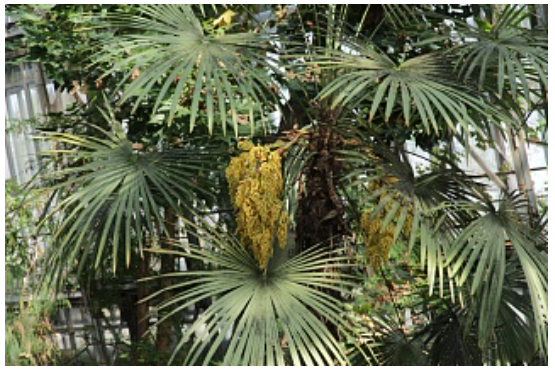 托国立植物园里盛开了地球上最耐寒的棕榈树之一