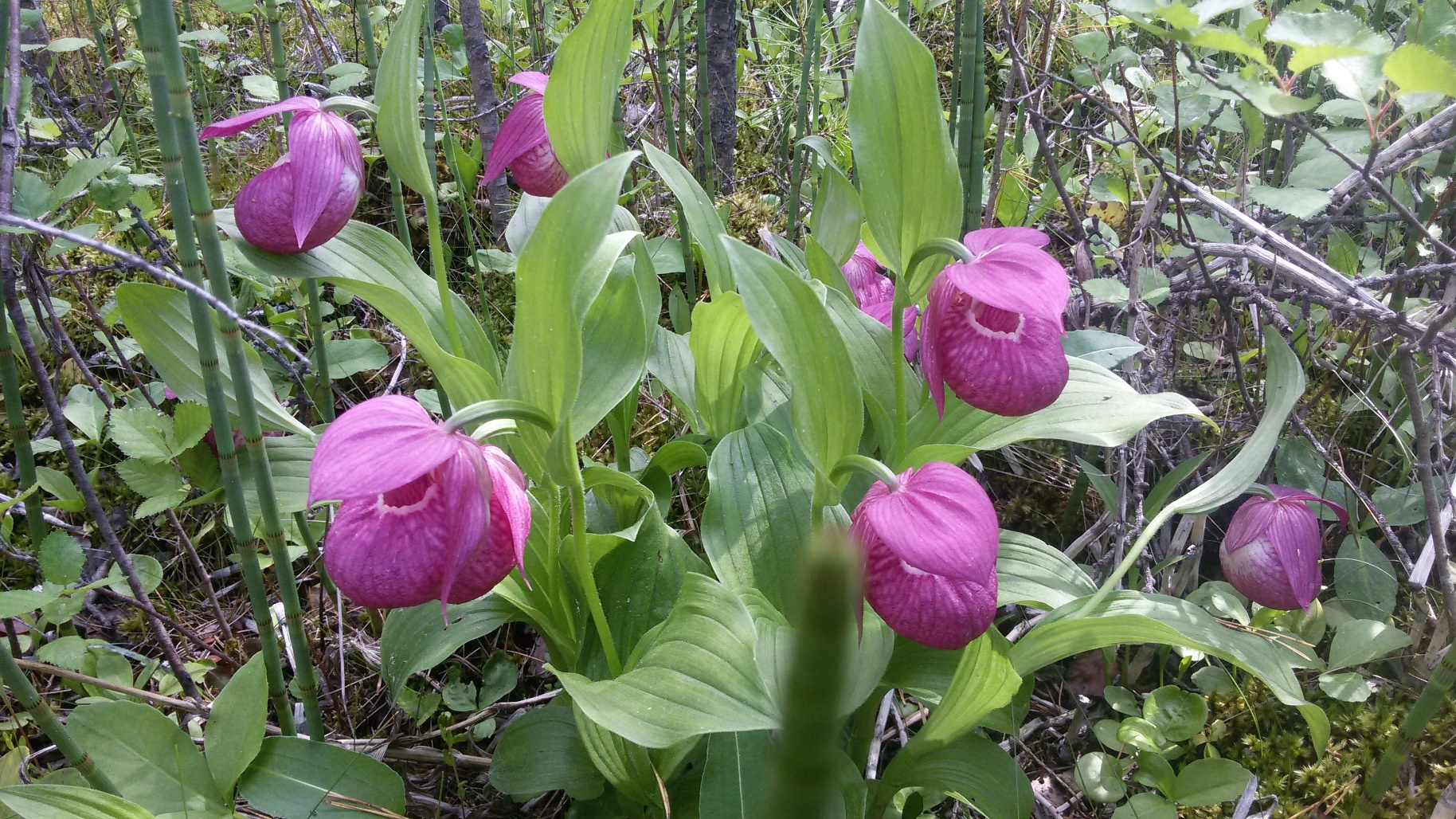 托国立生物学家帮助克拉斯诺亚尔斯克边疆区拯救被录入红皮书中的兰花