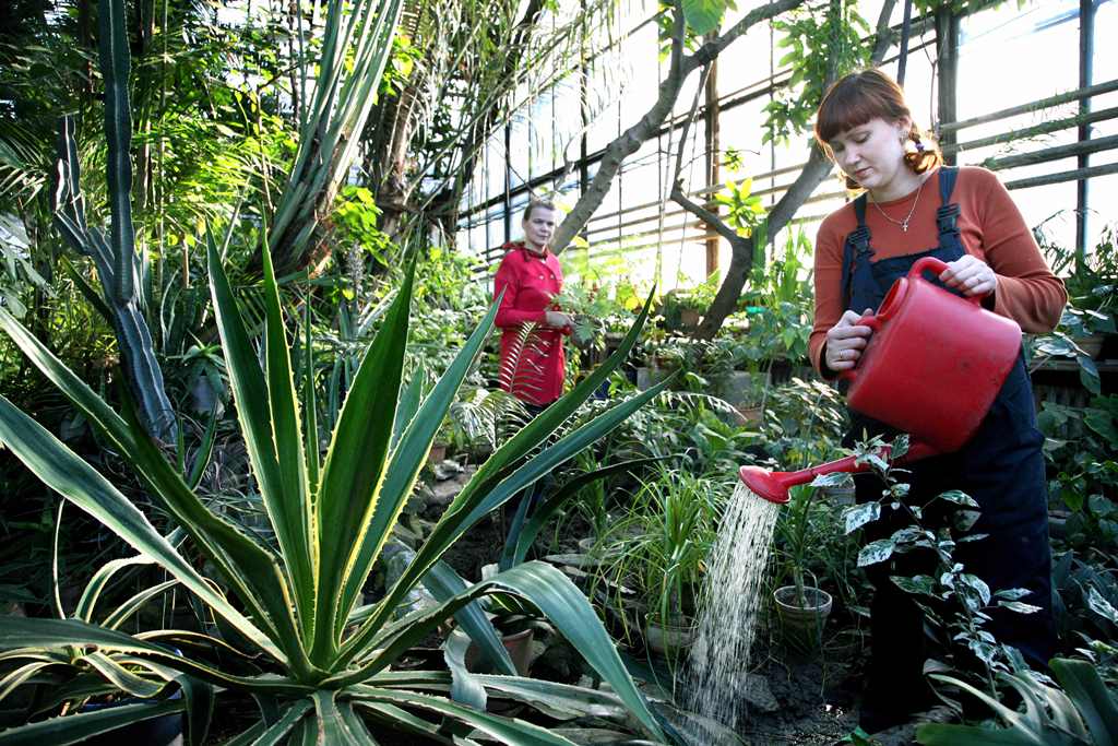 甘蔗和蚁栖植物进入了托国立植物园馆藏