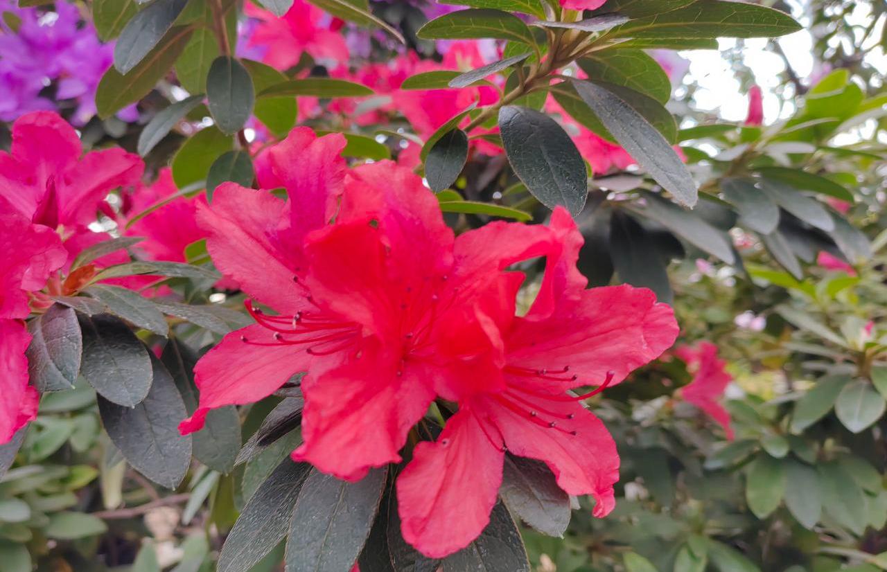 托木斯克国立大学植物园内俄罗斯最大杜鹃花藏品之一迎来花期