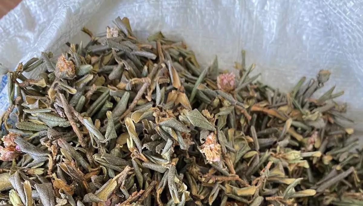 萨甘达利茶中含有50多种有益生物活性化合物