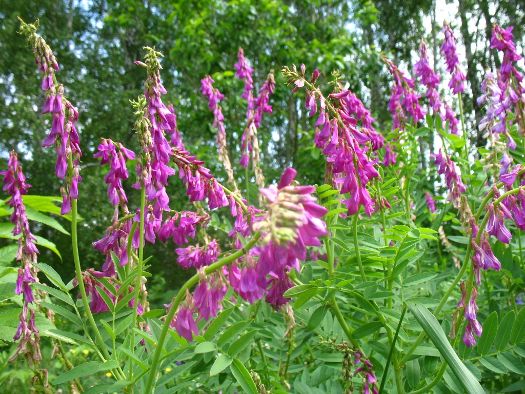 托国立植物学家帮助稀有植物岩黄蓍属（红根）适应西伯利亚