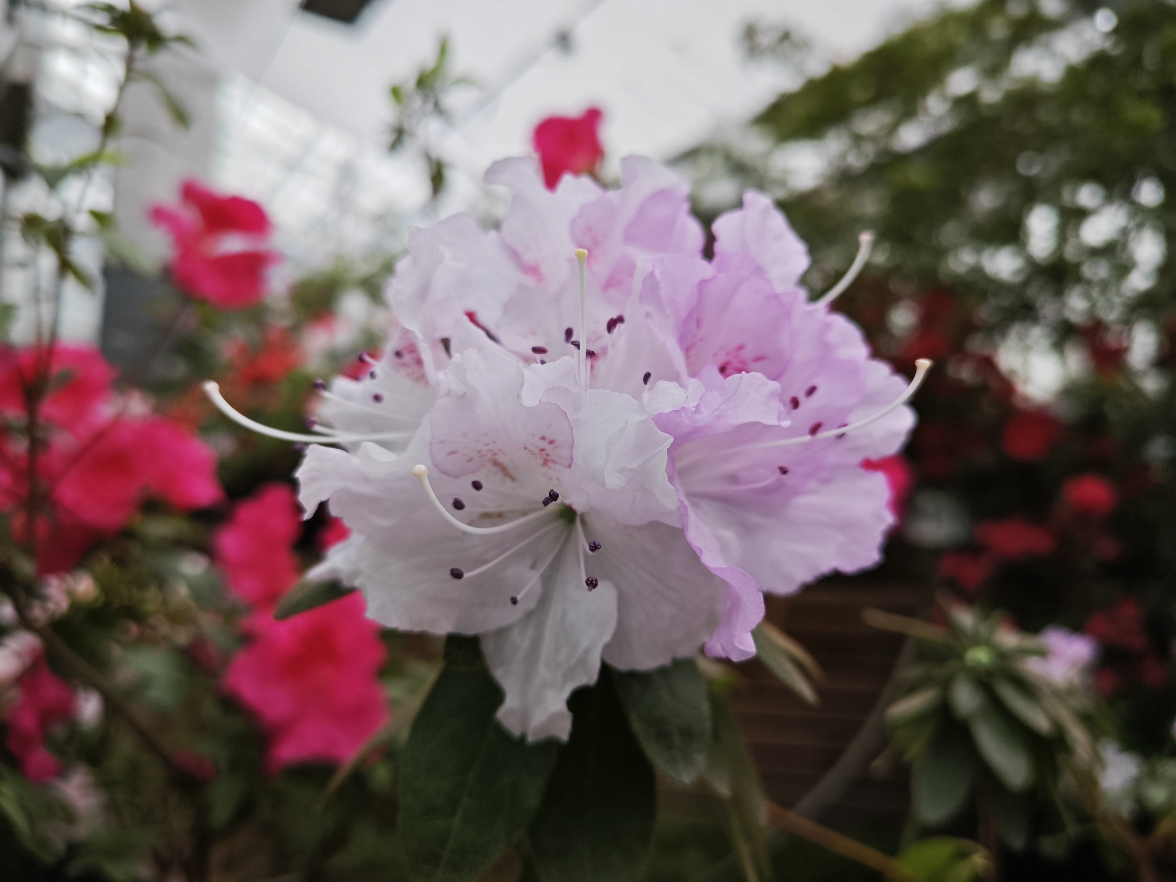 植物园杜鹃花新品种首次绽放