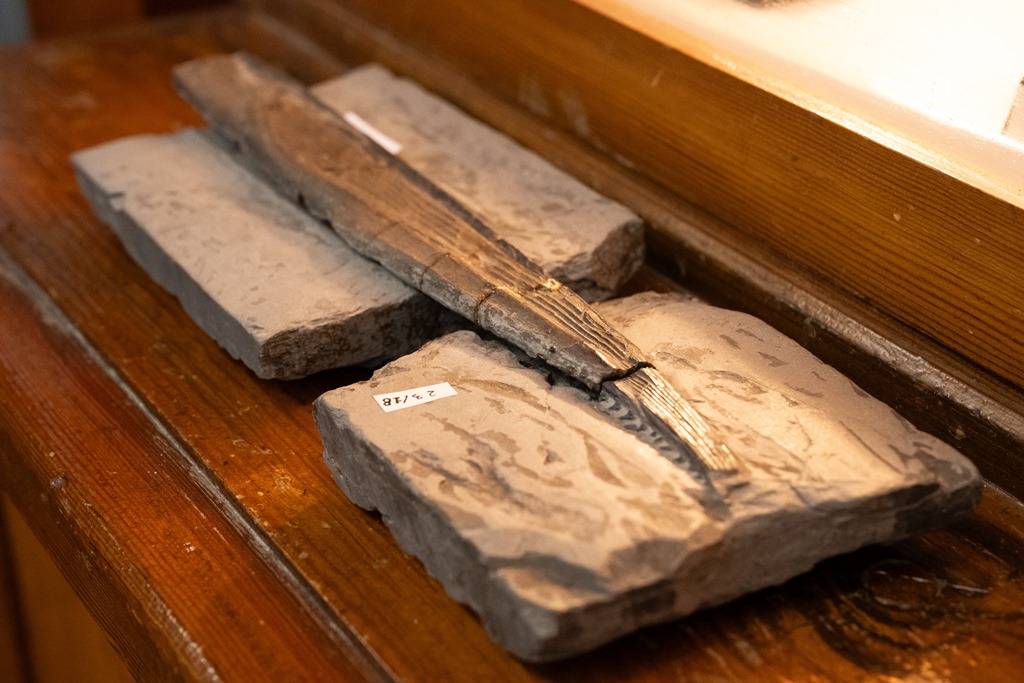 在托木斯克国立大学博物馆发现了一块距今约3亿年的鲨鱼鳍刺