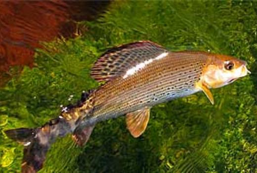 科学家们发现茴鱼的“脸”其实是它的背鳍