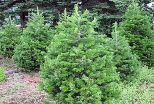 托国立生物学院科学家找到了拯救冷杉免受小蠹虫危害的新方法