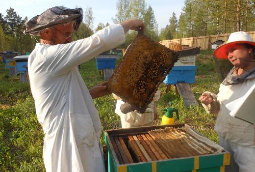 托国立生物学家从叶尼塞信徒那里将纯种蜜蜂带到了托木斯克