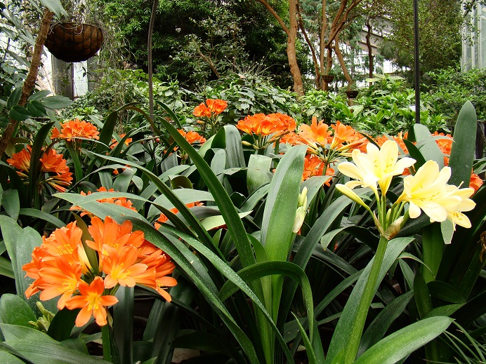 西伯利亚植物园里《御用女王》开花          