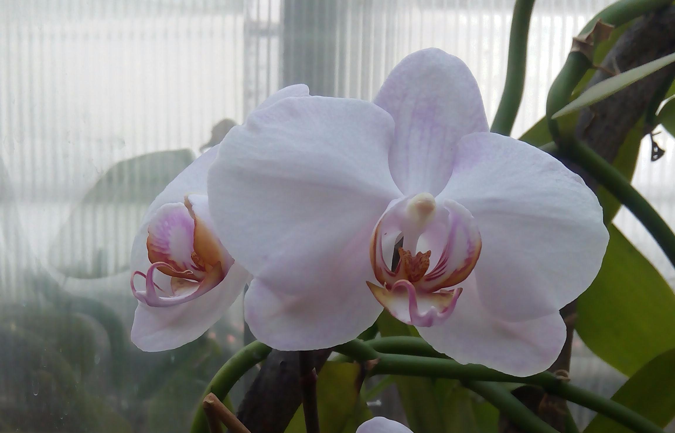 托国立西伯利亚植物园“苹果花”开了—新杂交品种的兰花