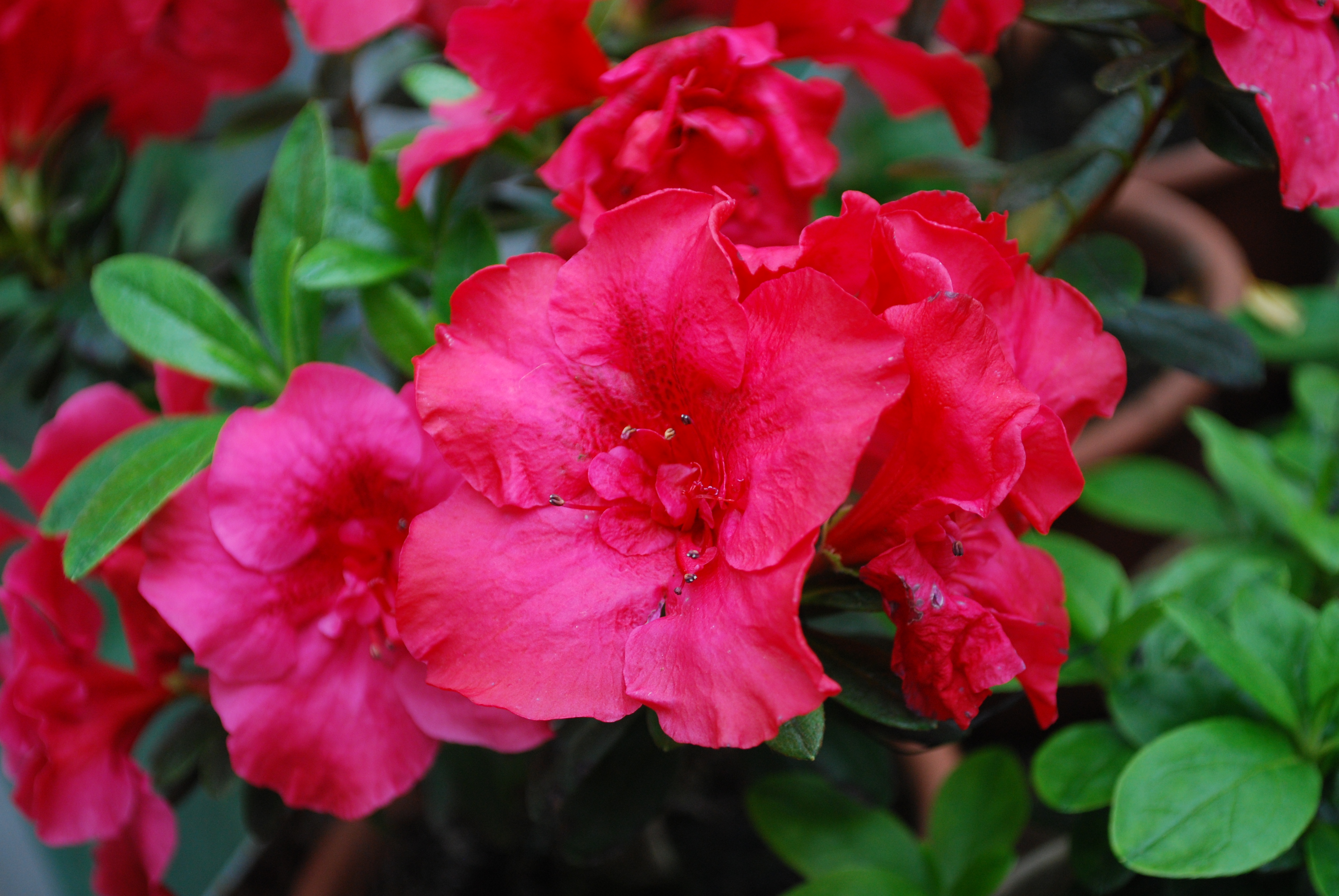 西伯利亚植物园邀请您观赏60种杜鹃花