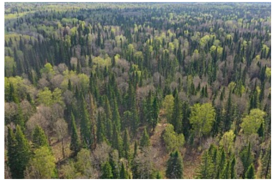 学者们将找出“西伯利亚丛林”中植物巨大的原因