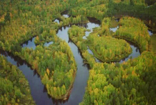 科学家们正在研究富含溶解碳的沼泽湖