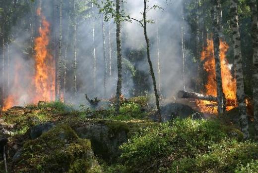 力学与数学系的科学家对抗森林火灾的《龙》获得了专利  