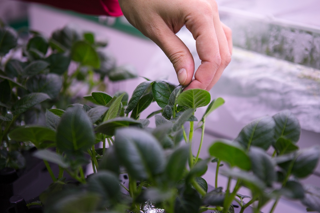 托国立科学家学会了保护植物免受钢坯积累损伤的办法