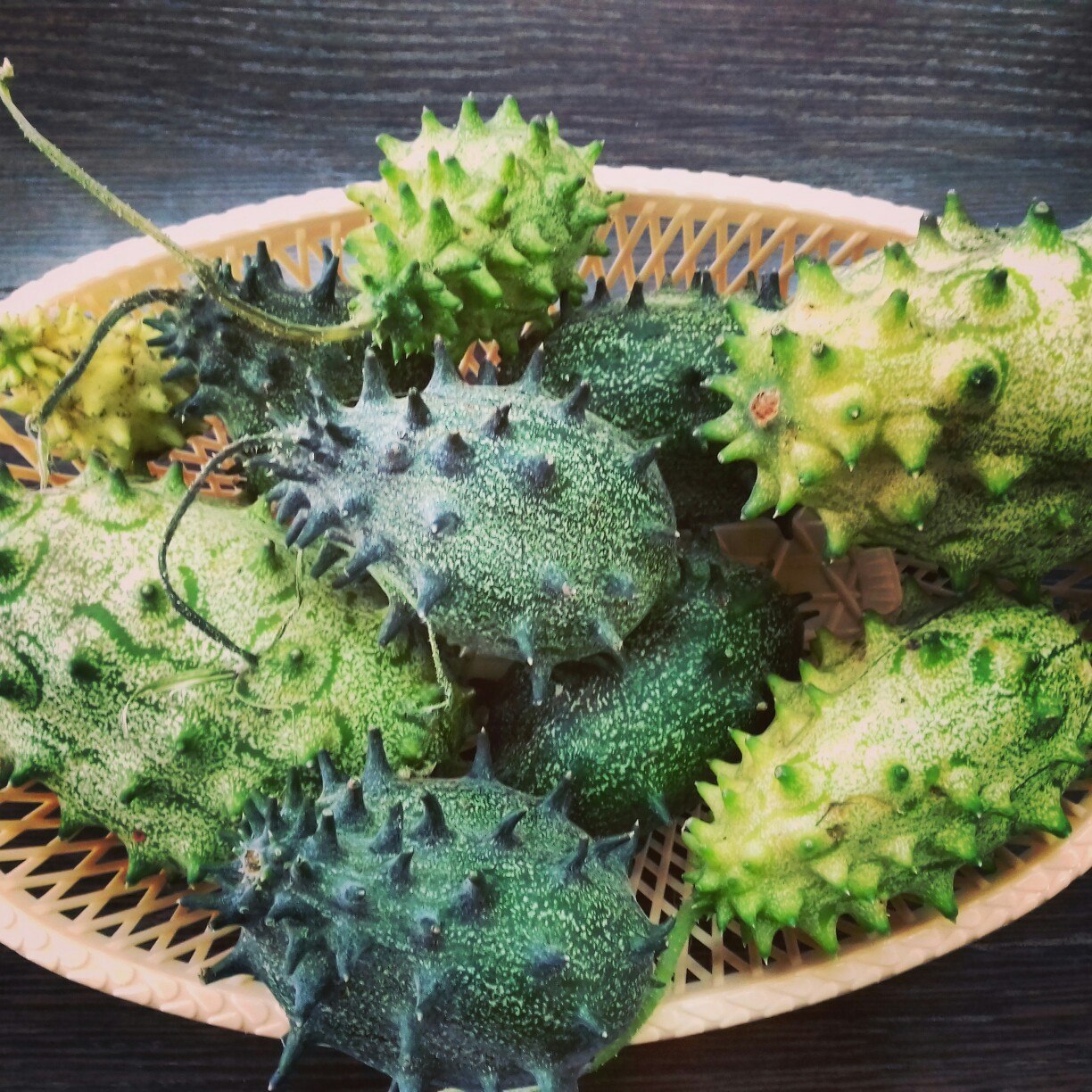 托木斯克国立大学的员工首次收获非洲黄瓜