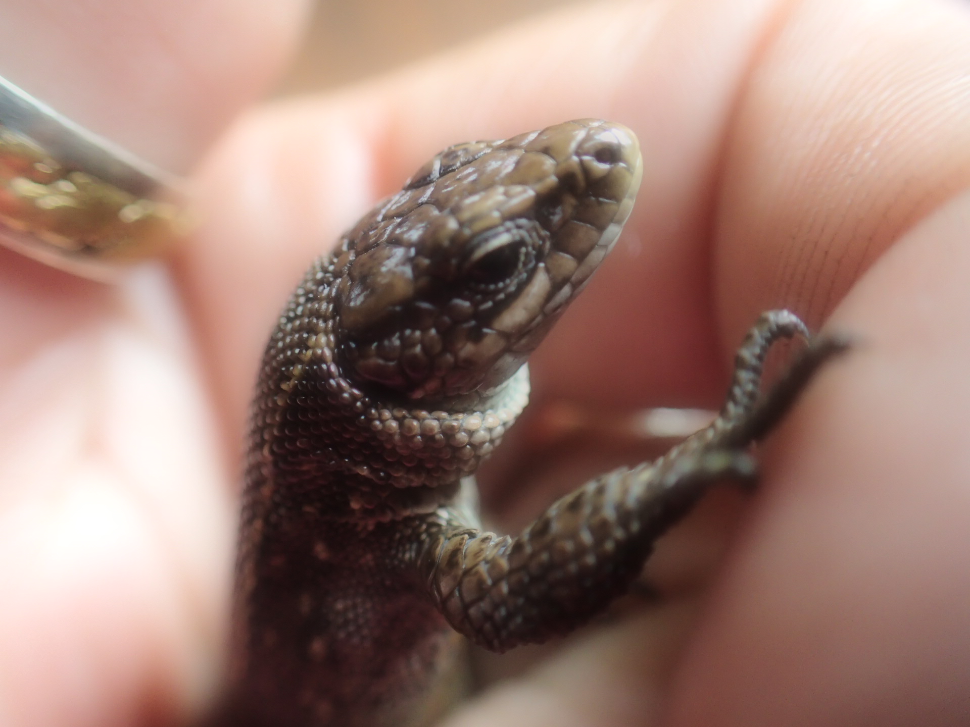 在托国立将综合研究自然保护区的两栖爬行动物