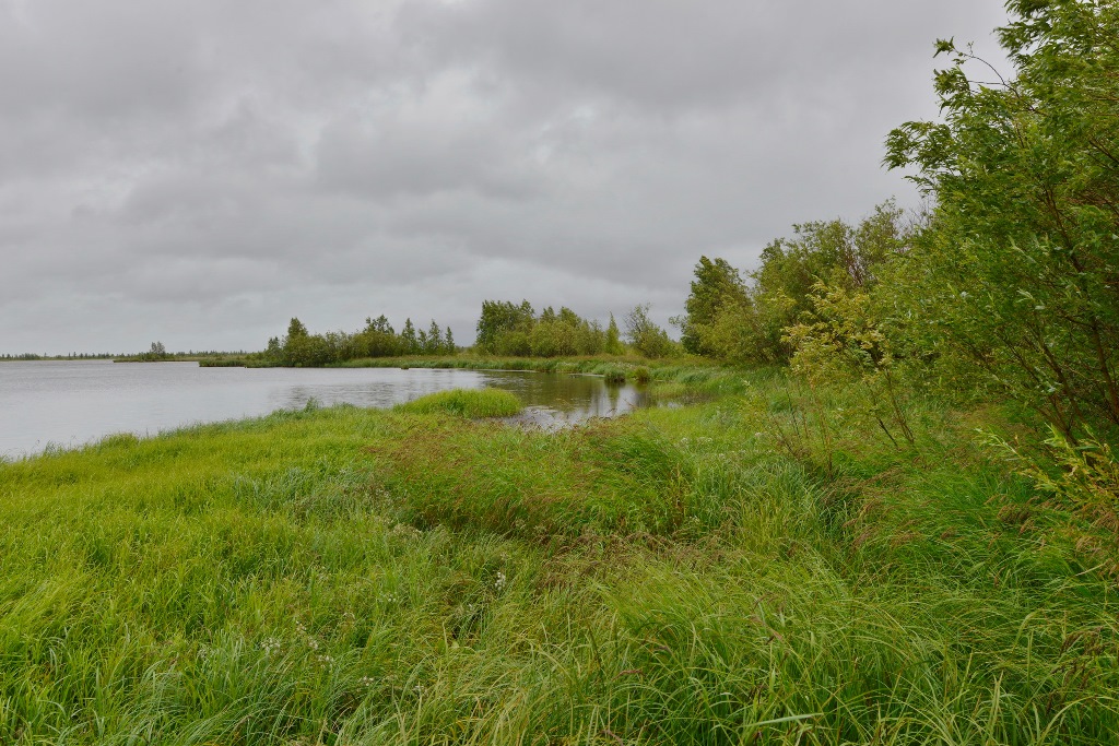 在俄联邦北极地区，湖泊变成了沼泽地