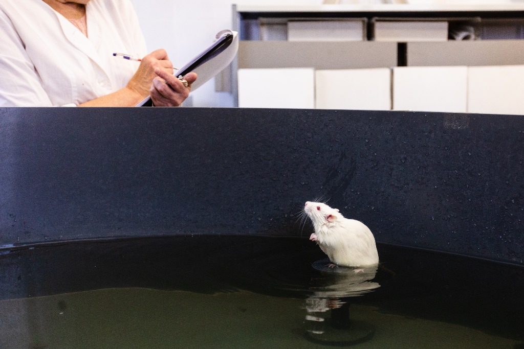 在水迷宫中测试老鼠的认知能力