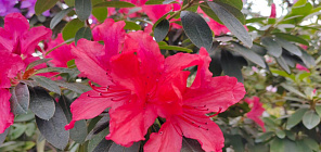 托木斯克国立大学植物园内俄罗斯最大杜鹃花藏品之一迎来花期