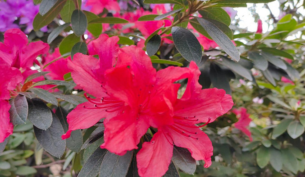 托木斯克国立大学植物园内俄罗斯最大杜鹃花藏品之一迎来花期