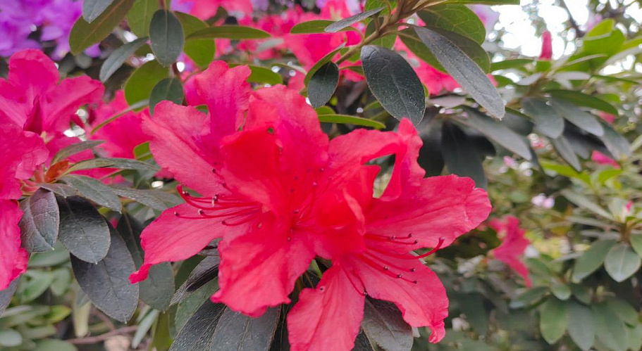 托木斯克国立大学植物园内俄罗斯最大杜鹃花藏品之一迎来花期