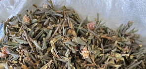 萨甘达利茶中含有50多种有益生物活性化合物